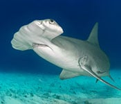 Hammerhead