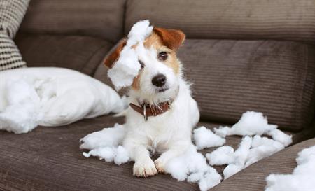 Dog on Couch